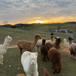 Ridge Valley Alpacas