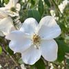 Clark Botanic Garden gift card