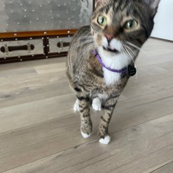 Denver Pro Pet Sitting