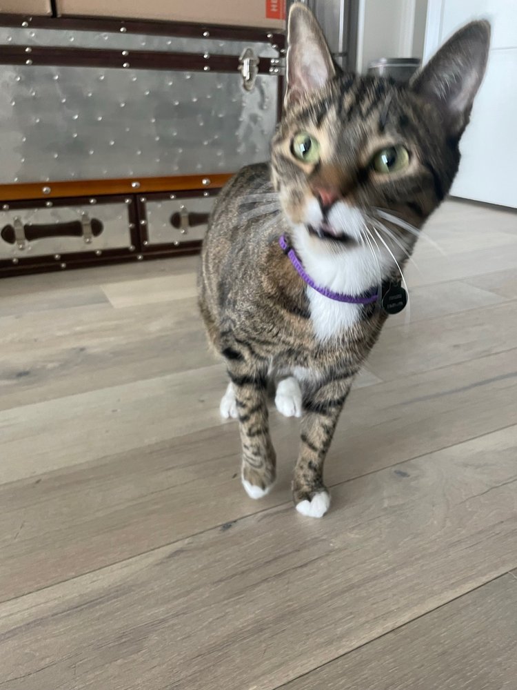 Denver Pro Pet Sitting - pet boarding facility in Denver, CO