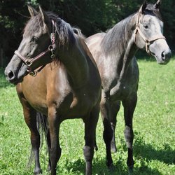Misty Ridge Farm - Kona and Medusa enjoying turnout on a sunny summer day.
