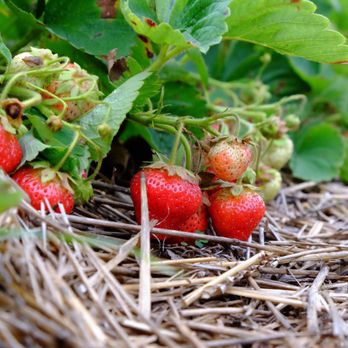 Harvey's Farm - strawberries growing on the ground - Farmers Market Near Me - Tekonsha, Michigan Harvey's Farm - strawberries growing on the ground - Farmers Market Near Me - Tekonsha, Michigan