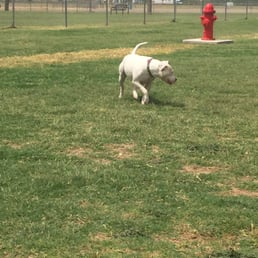 Dixie enjoying the doggie park! Dixie enjoying the doggie park!