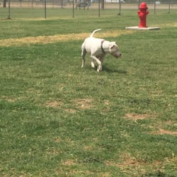 Hogan's Run Off Leash Dog Park - Dixie enjoying the doggie park!