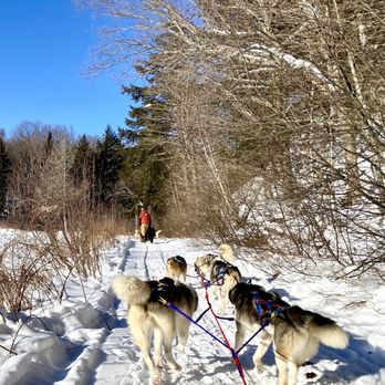 Winterdance Dogsled Tours - Trying to keep distance between the team ahead of us - Tours Near Me - Haliburton, Ontario