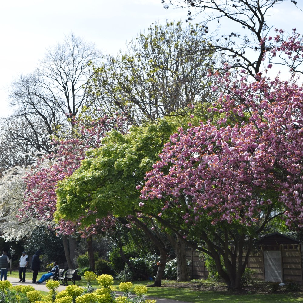 Central Park - Beautiful colours and blossoms - Parks Near Me - London, XGL