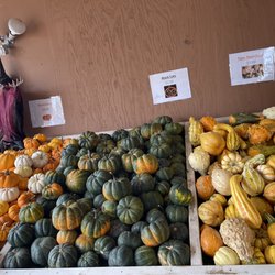 Mountain Valley Ranch - Pumpkins