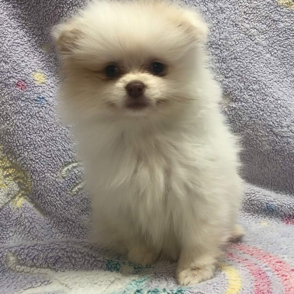 Friendly Pets - My new puppy. - Pet Stores Near Me - Greensboro, North Carolina