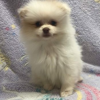 Friendly Pets - My new puppy. - Pet Stores Near Me - Greensboro, North Carolina