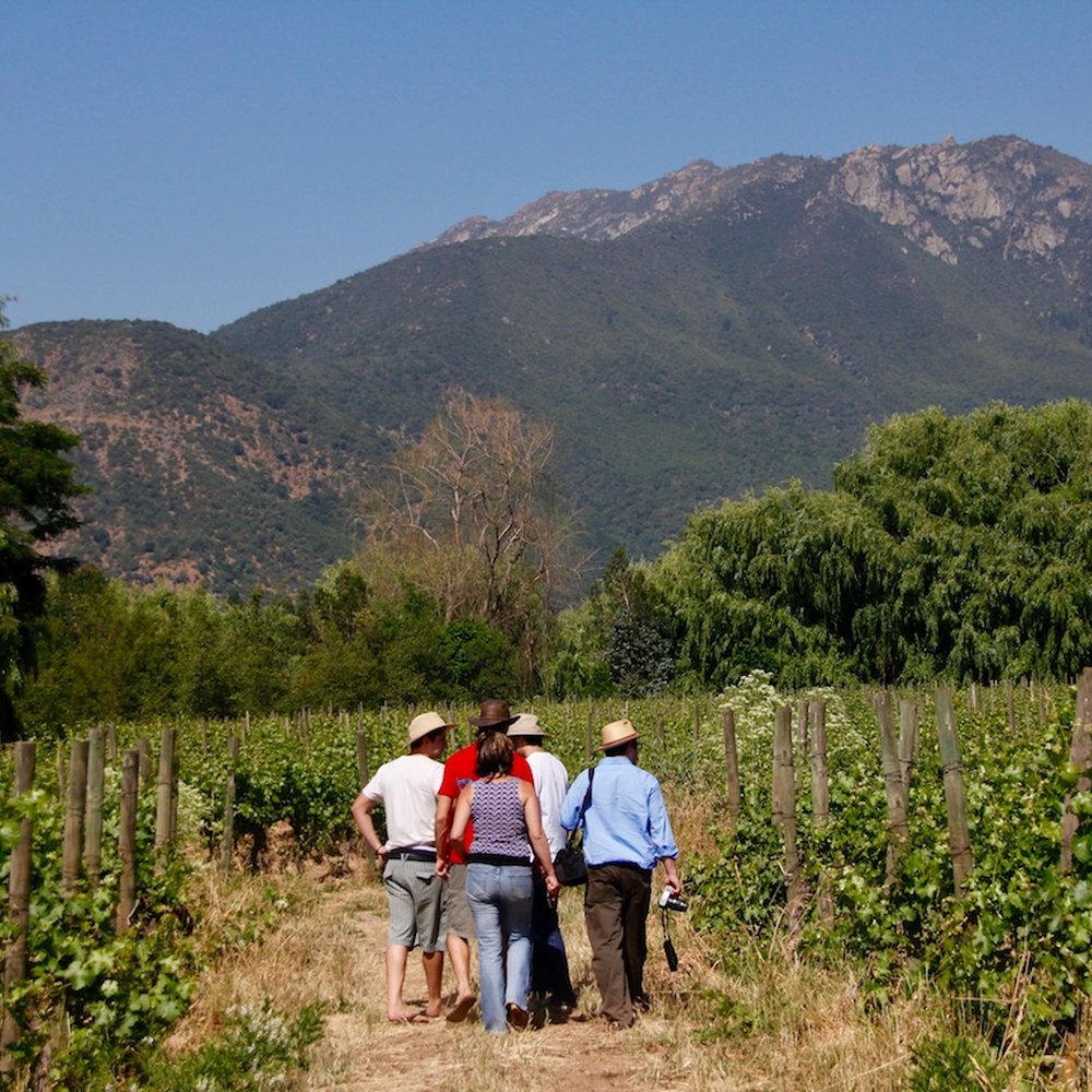 Viña Tipaume - Wine Tasting Room Near Me - Rengo, LI