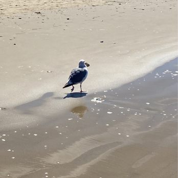 Pismo Beach Pier - Local Flavor Near Me - Pismo Beach, California