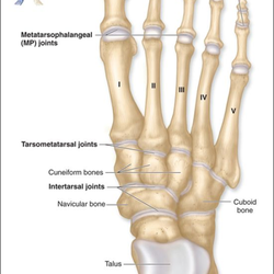 Totally Feet Podiatry and Laser Center - Feet are more complicated than they appear