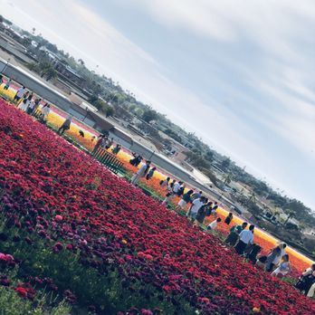 The Flower Fields - Tons Of People At The Look Out Point. - Venues & Event Spaces Near Me - Carlsbad, California The Flower Fields - Tons Of People At The Look Out Point. - Venues & Event Spaces Near Me - Carlsbad, California