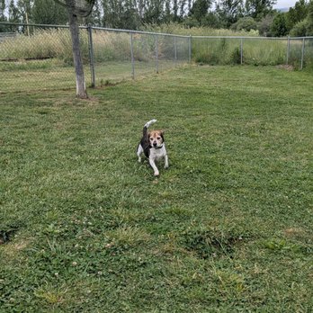 Frank Grasse Dog Park - Plenty of natural grass - Dog Parks Near Me - Willits, California Frank Grasse Dog Park - Plenty of natural grass - Dog Parks Near Me - Willits, California