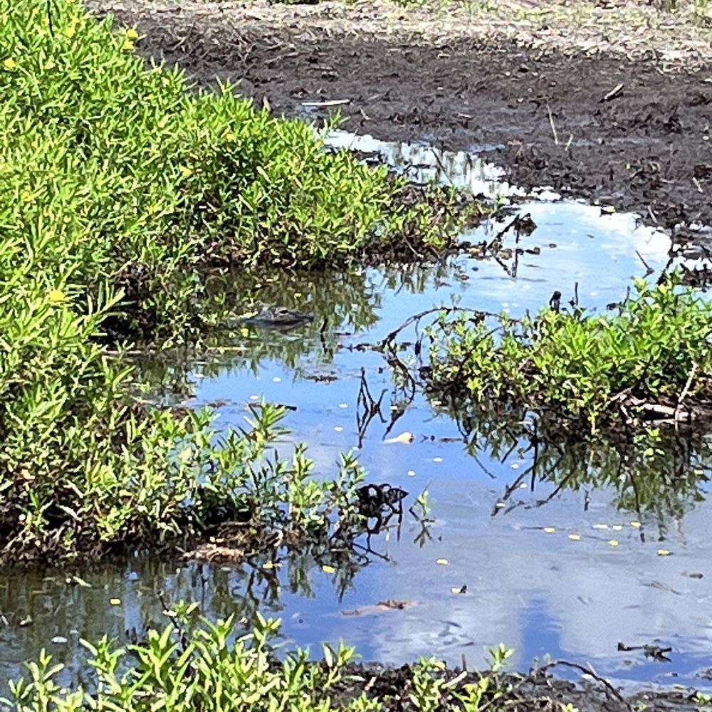 Wild Willy's Airboat Tours - Do you see the mama - Boat Tours Near Me - Saint Cloud, Florida Wild Willy's Airboat Tours - Do you see the mama - Boat Tours Near Me - Saint Cloud, Florida