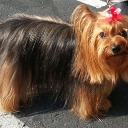 Soda Pop after Amy spruced her up so beautifully. We love Amy! ...& Linda, Daniel & all. Miss Pop gets so excited when they greet her!  :-)