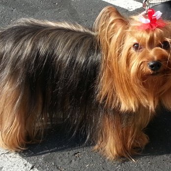 Critter Clippers - Soda Pop after Amy spruced her up so beautifully. We love Amy! ...& Linda, Daniel & all. Miss Pop gets so excited when they greet her!  :-) - Pet Groomers Near Me - Mountain View, California