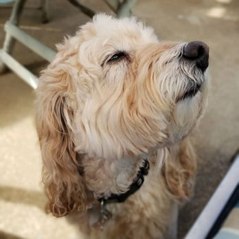 Render Your Paws - Lilly Poo a Brookhaven client for 2 years now M-F walks and pet sitting - Dog Walkers Near Me - Stone Mountain, Georgia Render Your Paws - Lilly Poo a Brookhaven client for 2 years now M-F walks and pet sitting - Dog Walkers Near Me - Stone Mountain, Georgia