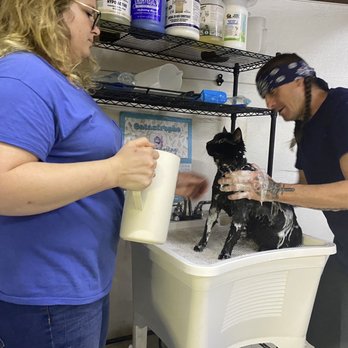 Catastrophe Cat Grooming - Piccolo being bathed after 3 years - Pet Groomers Near Me - Livermore, California