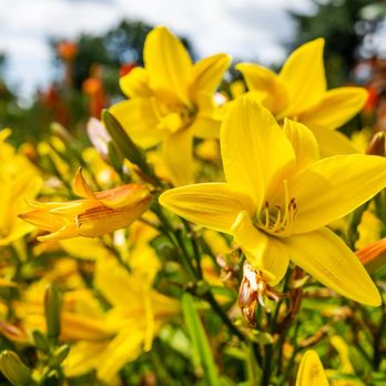 Kew Gardens - Flowers - Botanical Gardens Near Me