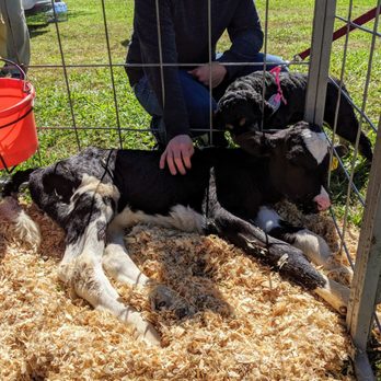 Jefferson Parish Pet Fest - Calf for petting - Pet Adoption Near Me - Metairie, Louisiana Jefferson Parish Pet Fest - Calf for petting - Pet Adoption Near Me - Metairie, Louisiana