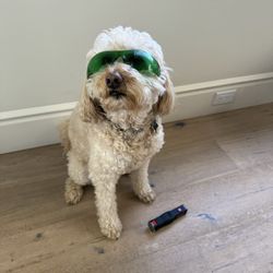 Forward Focus Occupational Therapy - Therapy dog ready for some therapeutic laser!