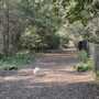 Photo of Dakota Woods Dog Park