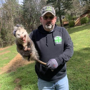 The Critter Gitter - Opossums are a invasive species in Oregon - Wildlife Control Near Me - Grants Pass, Oregon The Critter Gitter - Opossums are a invasive species in Oregon - Wildlife Control Near Me - Grants Pass, Oregon