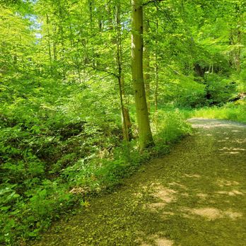 Smeck Park - Paw Paw Trail in woods - Parks Near Me - Baltimore, Ohio