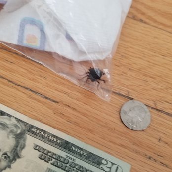 Ming's Restaurant - Cockroach! - Chinese Near Me - Hatboro, Pennsylvania