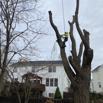 Locust Lawn and Tree Service - a man cutting a tree - Tree Services Near Me Locust Lawn and Tree Service - a man cutting a tree - Tree Services Near Me