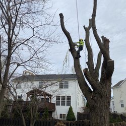 Locust Lawn and Tree Service