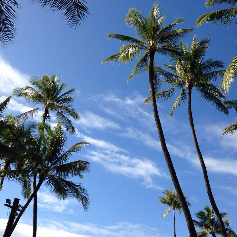 Lanikuhonua - more trees - Party & Event Planning Near Me - Kapolei, Hawaii Lanikuhonua - more trees - Party & Event Planning Near Me - Kapolei, Hawaii