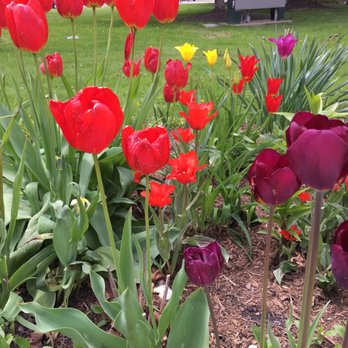 Niagara Square - The flowers look so pretty in early May! - Landmarks & Historical Buildings Near Me - Buffalo, New York