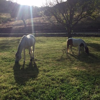 Bar SZ Ranch - View of the pasture surrounding the ranch house. - Horseback Riding Near Me - Hollister, California