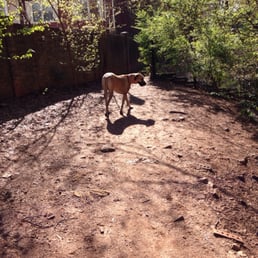 Nina dog crossing over to the other half of Adair dog park. Nina dog crossing over to the other half of Adair dog park.