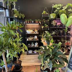 Grow City Depot - Houseplants