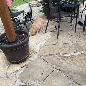 Hocking Hills Winery - This is Syrah. He and his buddy Cheddar may greet you on the outdoor patio. - Wine Tasting Room Near Me - Logan, Ohio