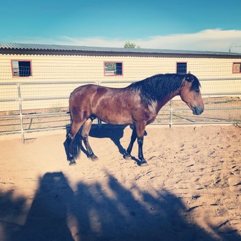 Longears Longwalk Ranch - Round pen - Ranches Near Me - Reno, Nevada Longears Longwalk Ranch - Round pen - Ranches Near Me - Reno, Nevada