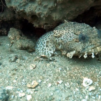 Emerald Coast Scuba - 8/7/21 - Swimming Lessons/Schools Near Me - Destin, Florida