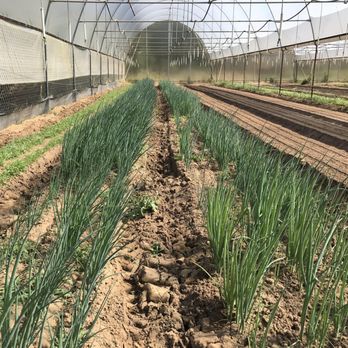 Everlasting Garden - rows of onions growing in a greenhouse - Fruits & Veggies Near Me - Salinas, California Everlasting Garden - rows of onions growing in a greenhouse - Fruits & Veggies Near Me - Salinas, California