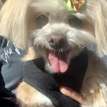 Lisa's Pampered Paws Pet Grooming - Our 12 yo happy fur baby! - Pet Groomers Near Me - Reno, Nevada Lisa's Pampered Paws Pet Grooming - Our 12 yo happy fur baby! - Pet Groomers Near Me - Reno, Nevada