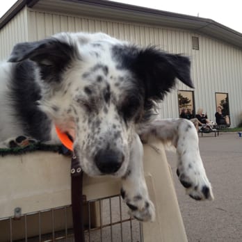 Problem Solved Dog Training - Pet Training Near Me Problem Solved Dog Training - Pet Training Near Me