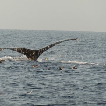 East Meets West  - Boat Charters Near Me - Newport Beach, California