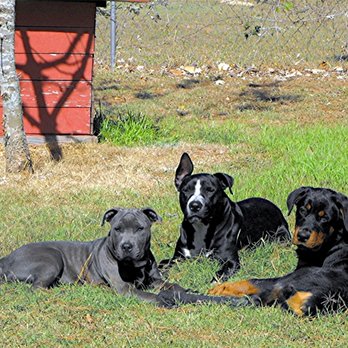 Perfect Pet Solutions - Pet Training Near Me - Bastrop, Texas Perfect Pet Solutions - Pet Training Near Me - Bastrop, Texas