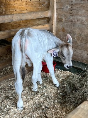 Shelburne Farms by null