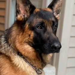 Von Holly Haus German Shepherds