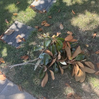 New Sky Tree Service - Tree Services Near Me - San Jose, California New Sky Tree Service - Tree Services Near Me - San Jose, California