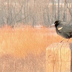 Pickerington Ponds Metro Park - Red wing blackbird