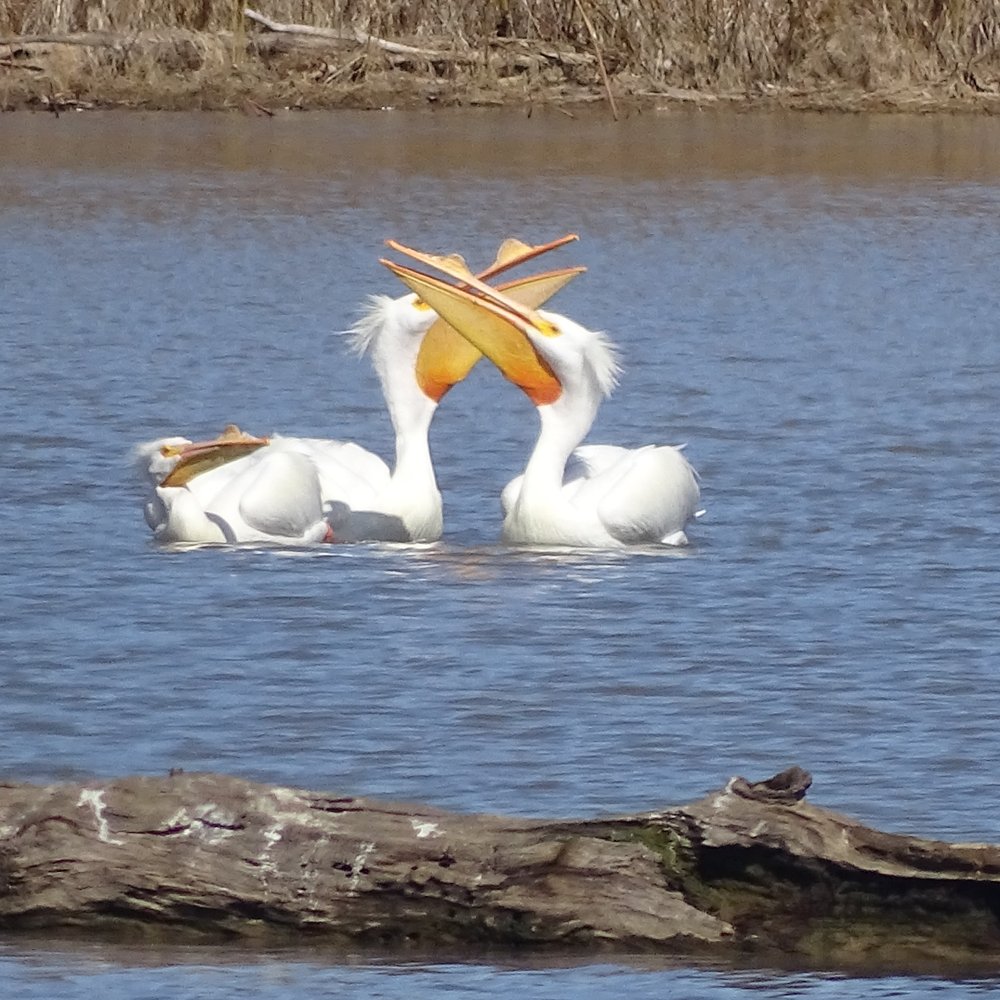 Cowan Lake State Park - Boating Near Me - Wilmington, Ohio